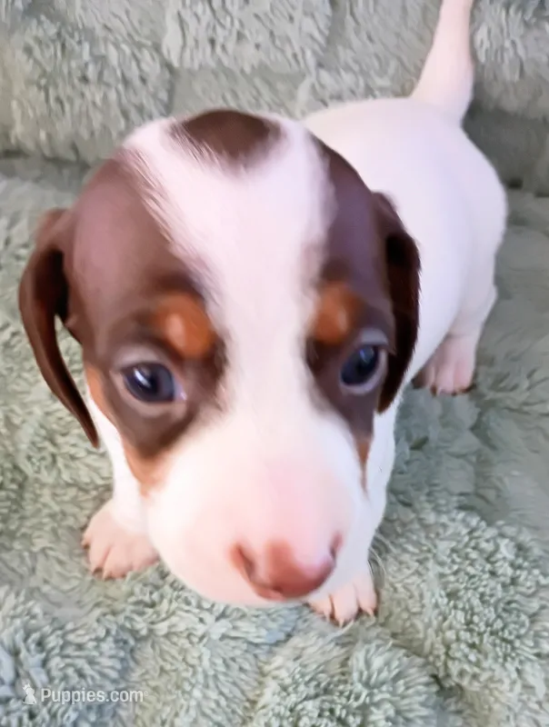 Teddy Bear – Miniature Dachshund puppy for sale in Millsboro, DE
