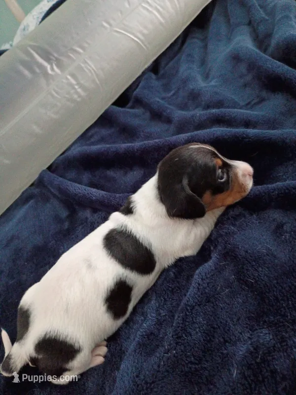 Tiny Tim – Miniature Dachshund puppy for sale in Millsboro, DE