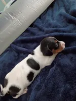 Tiny Tim, a male Miniature Dachshund for sale in Millsboro, DE – 2 of 3