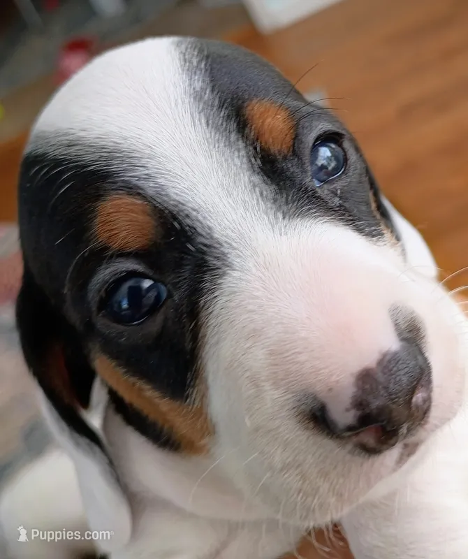 Tank – Miniature Dachshund puppy for sale in Millsboro, DE