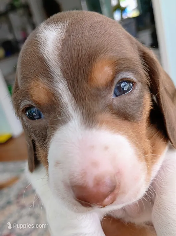 Tommy – Miniature Dachshund puppy for sale in Millsboro, DE