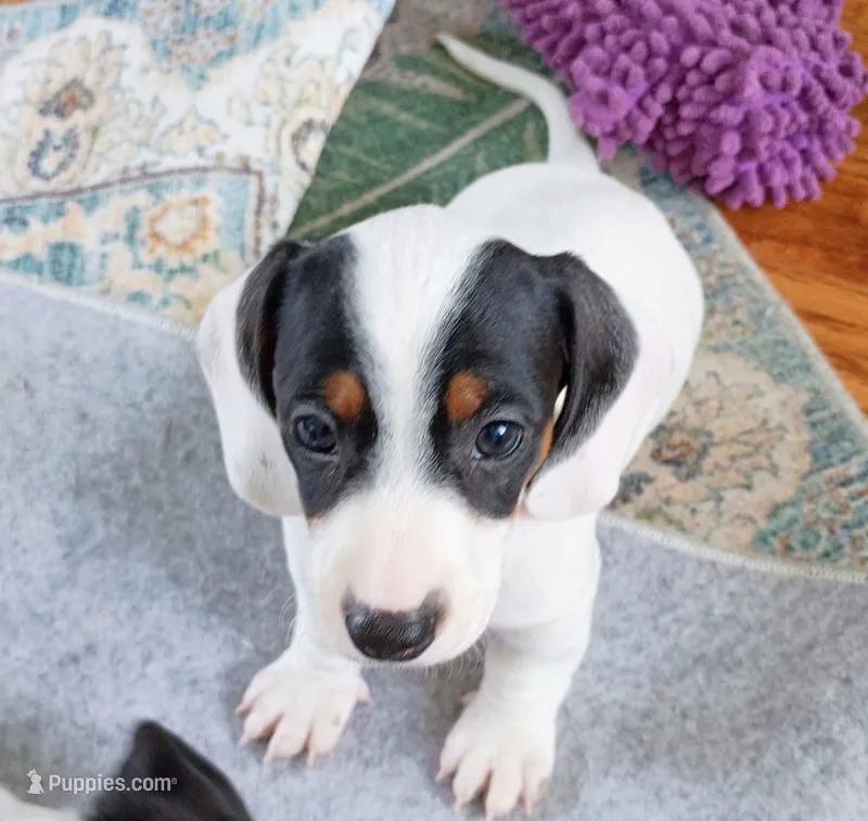 Tank – Miniature Dachshund puppy for sale in Millsboro, DE