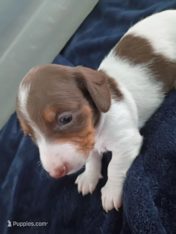 Tommy – Miniature Dachshund puppy for sale in Millsboro, DE