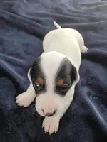Tank, a male Miniature Dachshund for sale in Millsboro, DE – 2 of 3
