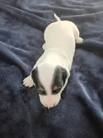 Tank, a male Miniature Dachshund for sale in Millsboro, DE – 3 of 3