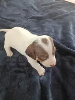 Teddy Bear, a male Miniature Dachshund for sale in Millsboro, DE – 2 of 3