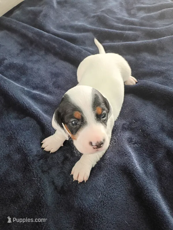 Tank – Miniature Dachshund puppy for sale in Millsboro, DE