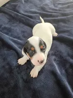 Tank, a male Miniature Dachshund for sale in Millsboro, DE – 1 of 3