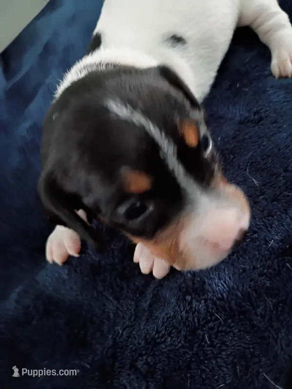 Tiny Tim – Miniature Dachshund puppy for sale in Millsboro, DE