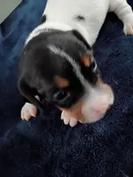 Tiny Tim, a male Miniature Dachshund for sale in Millsboro, DE – 1 of 3