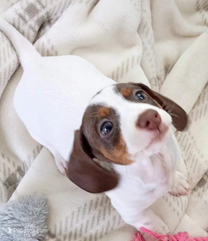 Teddy Bear – Miniature Dachshund puppy for sale in Millsboro, DE