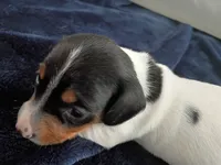 Tiny Tim, a male Miniature Dachshund for sale in Millsboro, DE – 3 of 3