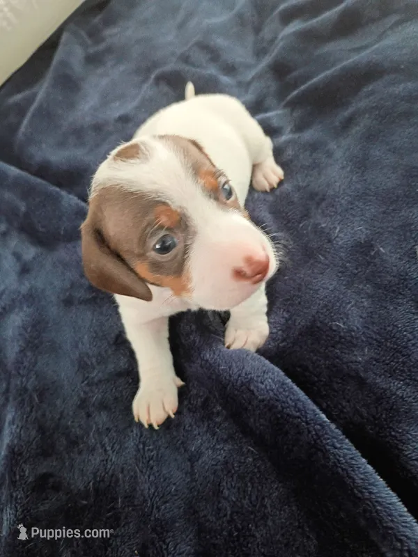 Teddy Bear – Miniature Dachshund puppy for sale in Millsboro, DE