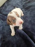 Teddy Bear, a male Miniature Dachshund for sale in Millsboro, DE – 1 of 3