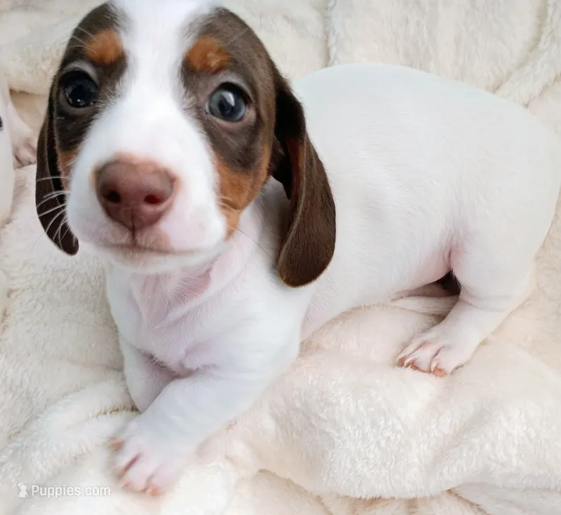 Teddy Bear – Miniature Dachshund puppy for sale in Millsboro, DE