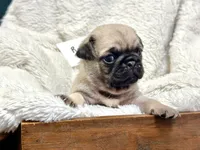 processed/c83386ba-c004-4a42-ad68-764ed10223e7/listing/1817d946-4060-4f30-b6b1-56ac540e1c86/1059182b-5720-4867-aa79-93624b2a97d8