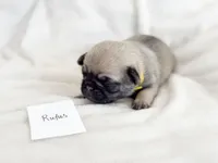 processed/c83386ba-c004-4a42-ad68-764ed10223e7/listing/1817d946-4060-4f30-b6b1-56ac540e1c86/9a671906-059f-481c-933e-aa73b2ef51c1