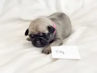 processed/c83386ba-c004-4a42-ad68-764ed10223e7/listing/6f0f6b9d-00c4-4c1b-a490-ffb1d0435f51/55ef0517-3a26-459b-afda-2107c585ba5f