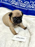 Chester, a male Pug for sale in Waco, TX – Photo 2 of 3