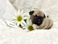 processed/c83386ba-c004-4a42-ad68-764ed10223e7/listing/91b06fa7-2f00-4c98-b625-197fb300685b/abc95991-0ce2-4c01-988b-3c525a07c91b