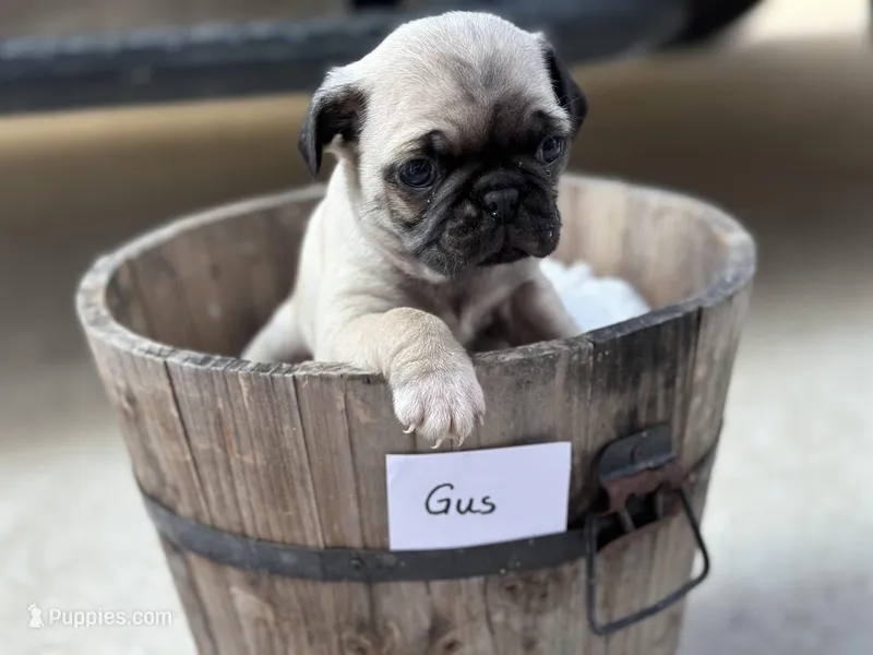 Gus