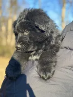 Pele, a male German Shepherd Dog for sale in Rapidan, VA – Photo 3 of 10