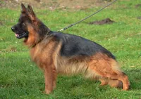 Pele, a male German Shepherd Dog for sale in Rapidan, VA – Photo 8 of 10