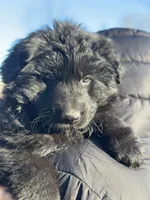 Pele, a male German Shepherd Dog for sale in Rapidan, VA – Photo 6 of 10