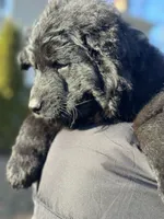 Pele, a male German Shepherd Dog for sale in Rapidan, VA – Photo 2 of 10