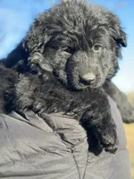 Pele, a male German Shepherd Dog for sale in Rapidan, VA – Photo 1 of 10