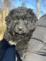 Pele, a male German Shepherd Dog for sale in Rapidan, VA – Photo 4 of 10