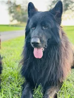 Pele, a male German Shepherd Dog for sale in Rapidan, VA – Photo 9 of 10