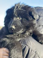 Pele, a male German Shepherd Dog for sale in Rapidan, VA – Photo 5 of 10