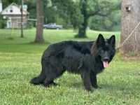 Pele, a male German Shepherd Dog for sale in Rapidan, VA – 6 of 7