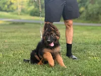 Moka , a female German Shepherd Dog for sale in Rapidan, VA – 3 of 6