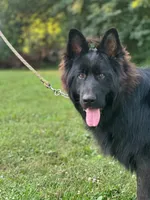 Pele, a male German Shepherd Dog for sale in Rapidan, VA – 2 of 7