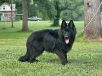 Pele, a male German Shepherd Dog for sale in Rapidan, VA – 1 of 7