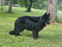 Pele, a male German Shepherd Dog for sale in Rapidan, VA – 7 of 7