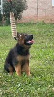 Moka , a female German Shepherd Dog for sale in Rapidan, VA – 4 of 6