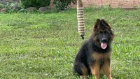 Moka , a female German Shepherd Dog for sale in Rapidan, VA – 6 of 6