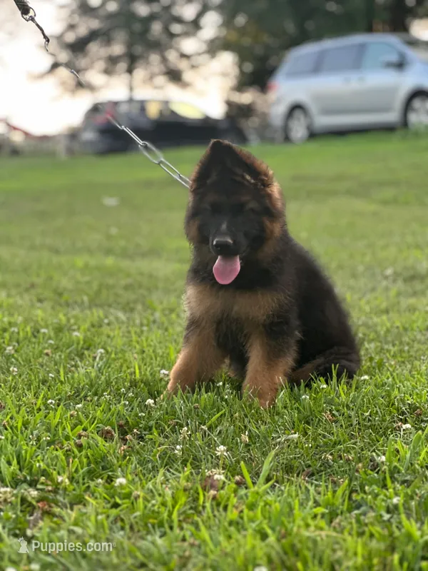 Moka  – German Shepherd Dog puppy for sale in Rapidan, VA