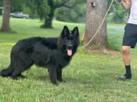 Pele, a male German Shepherd Dog for sale in Rapidan, VA – 4 of 7