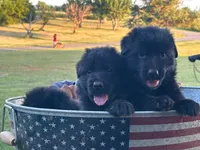 Bella, a female German Shepherd Dog for sale in Rapidan, VA – 2 of 3