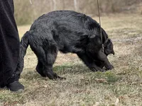 Rubi, a female German Shepherd Dog for sale in Rapidan, VA – Photo 4 of 10