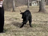 Rubi, a female German Shepherd Dog for sale in Rapidan, VA – Photo 10 of 10