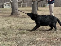 Rubi, a female German Shepherd Dog for sale in Rapidan, VA – Photo 7 of 10