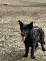 Rubi, a female German Shepherd Dog for sale in Rapidan, VA – Photo 2 of 10