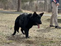 Rubi, a female German Shepherd Dog for sale in Rapidan, VA – Photo 6 of 10