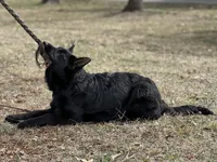 Rubi, a female German Shepherd Dog for sale in Rapidan, VA – Photo 9 of 10