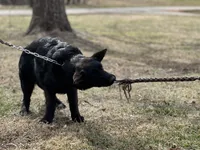 Rubi, a female German Shepherd Dog for sale in Rapidan, VA – Photo 5 of 10